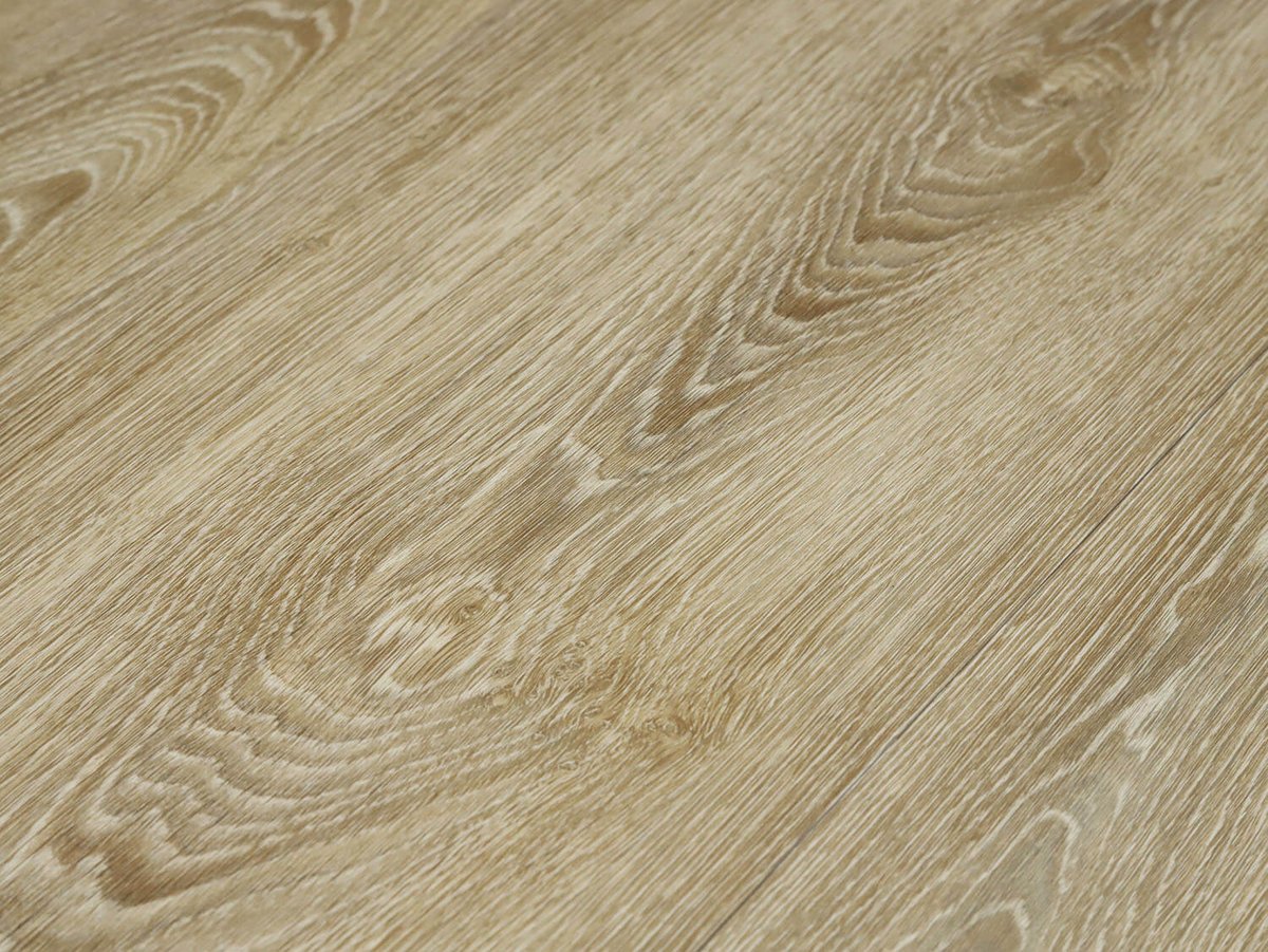 Primero 22837 Evergreen oak