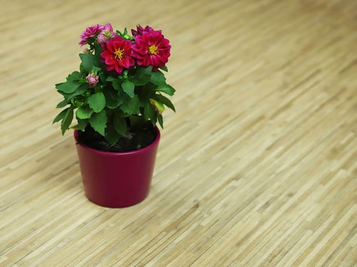 Woodline Wander 2534