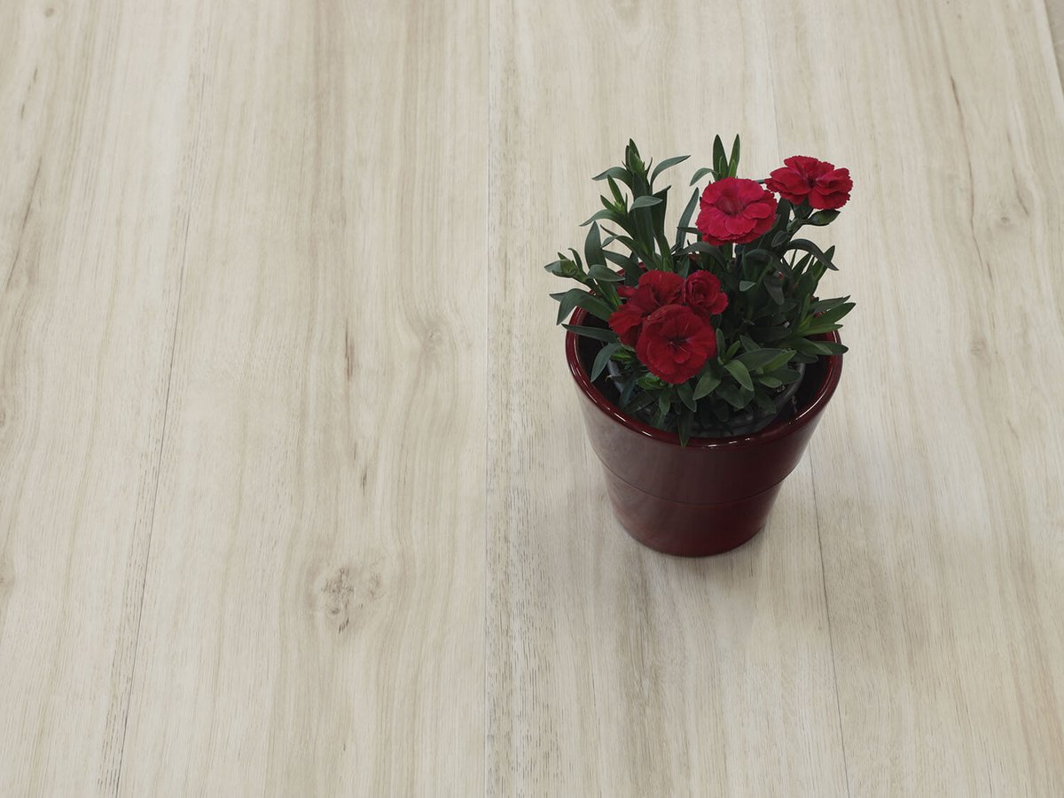 Thermofix PRO 14167-1 Dub Roma